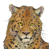 A custom companion! Created by Avianahelena! A custom companion! Created by Avianahelena!